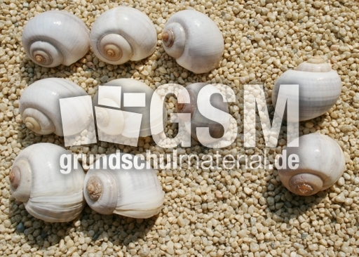 Schneckenhäuser-8+2.jpg